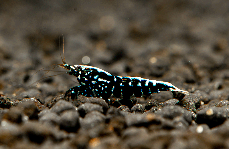 Black Galaxy Fishbone