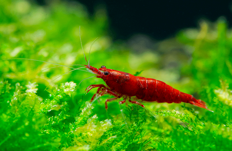 Bloody Mary Shrimp