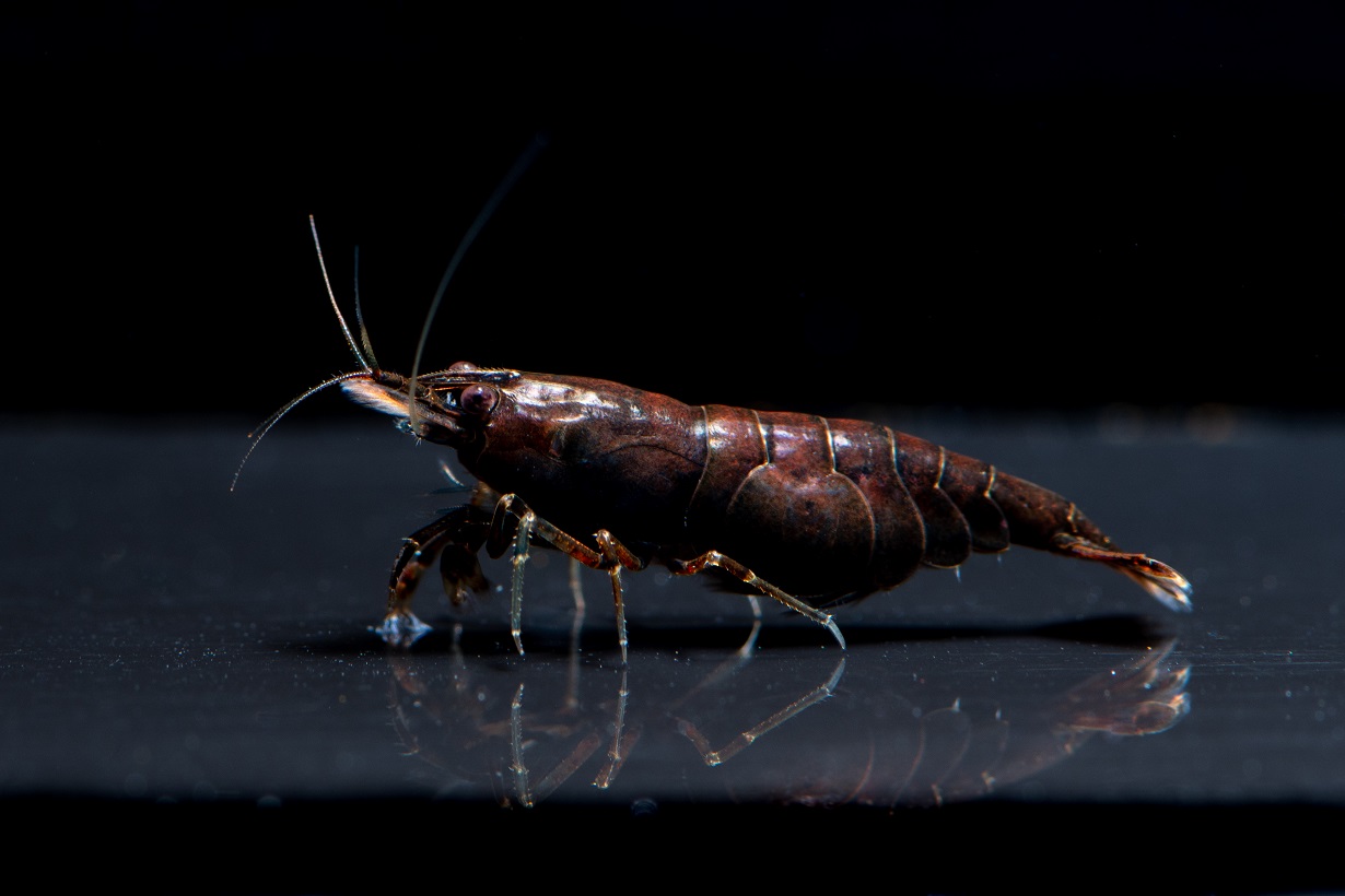Chocolate Shrimp