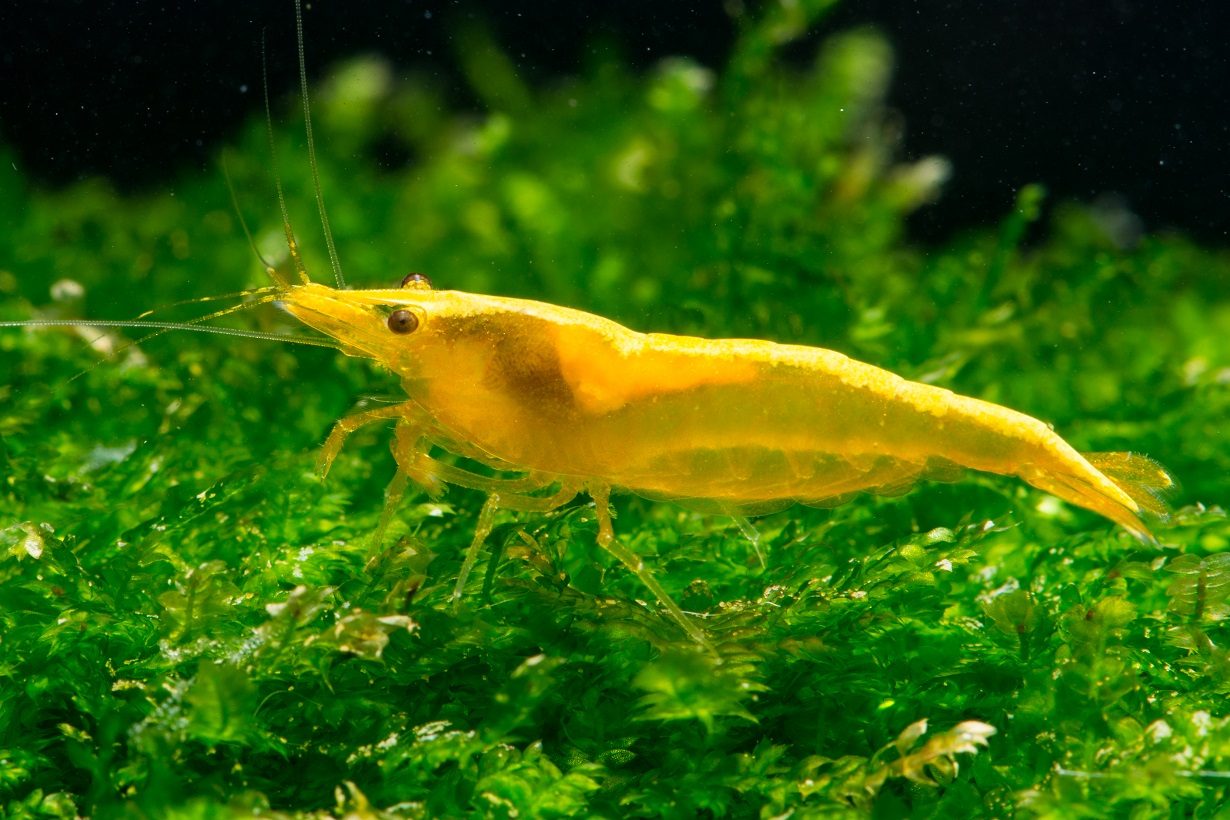 Golden-back Yellow Shrimp