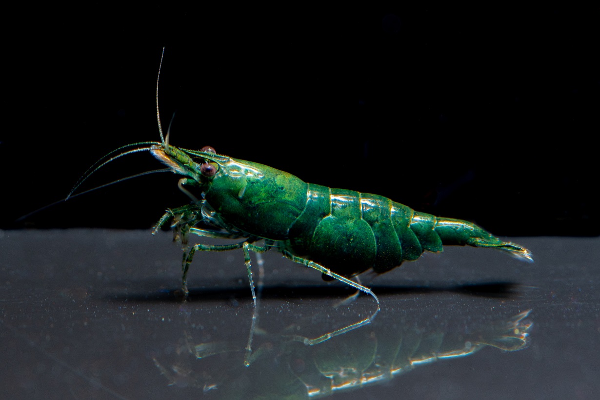 Green Babaulti