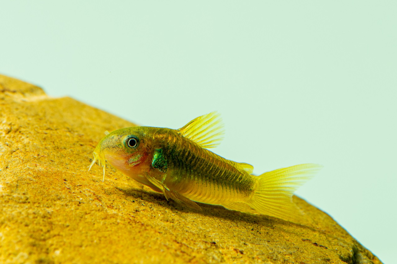 Green Laser Cory