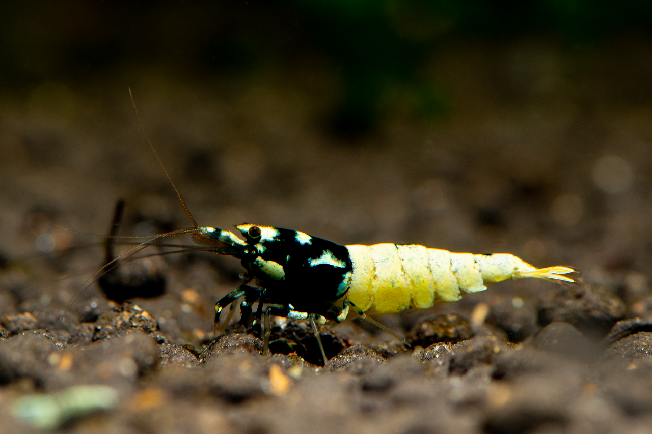 Invertebrate