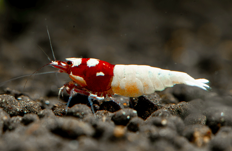 Pinto Spotted red