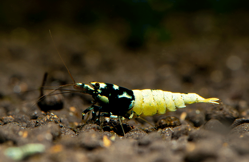 Pinto Spotted black