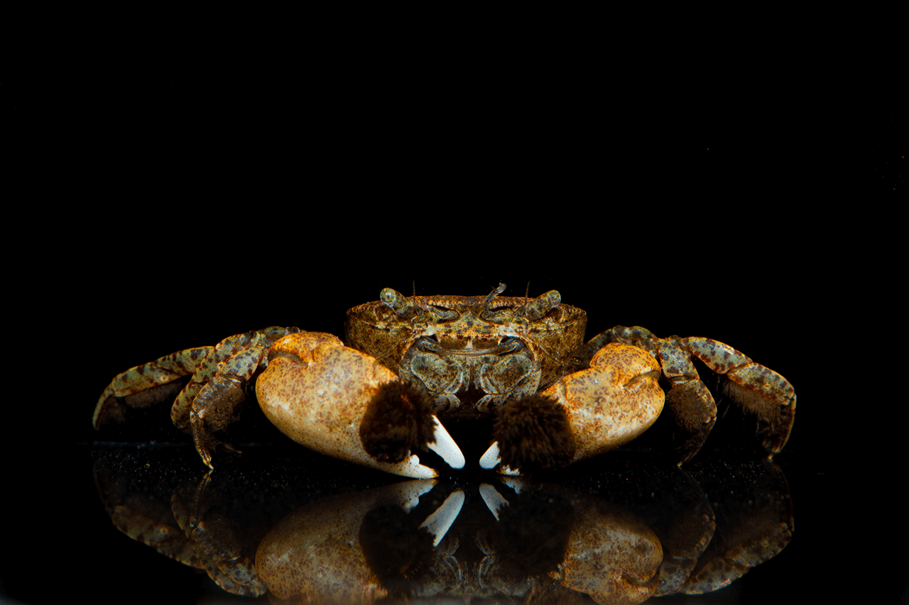 Pom Pom Crab