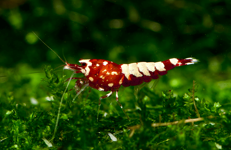 Red Galaxy Fishbone