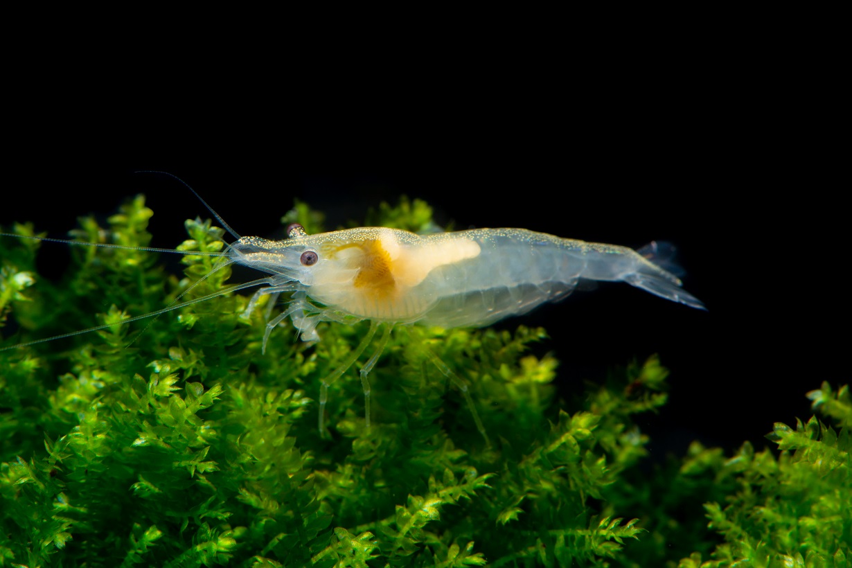 Sunkist Shrimp