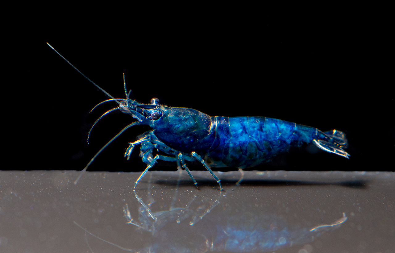 Blue Velvet Shrimp