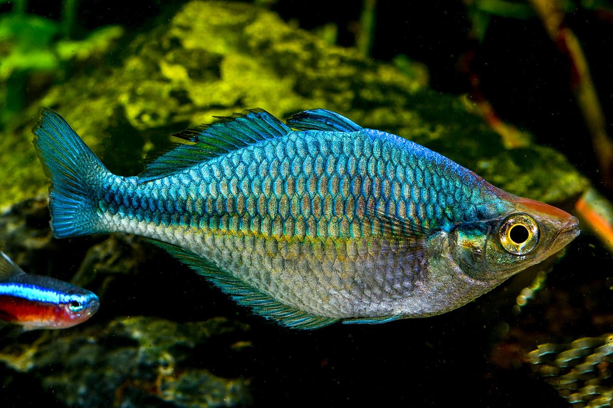 Vertebrate