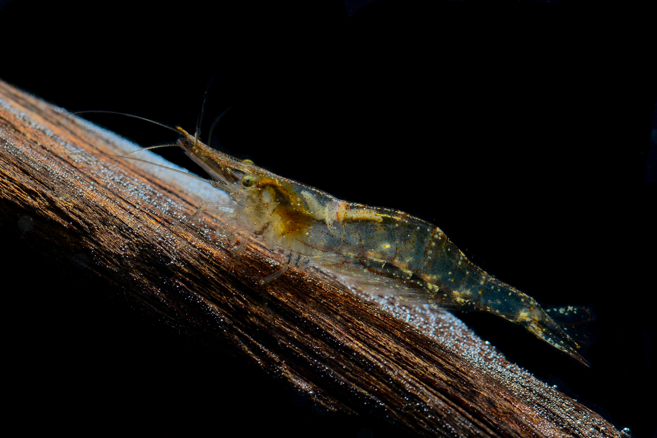 Caridina Longirostris