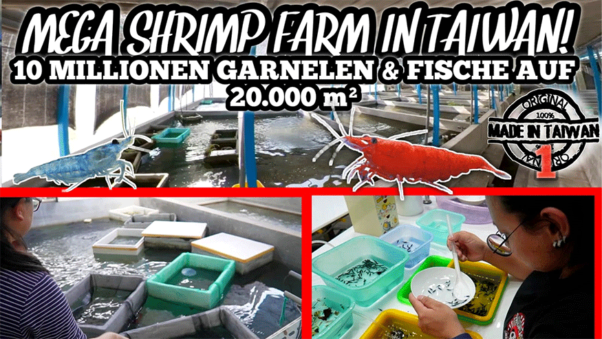 Episode I: Taiwan's Largest Neocaridina Shrimp Farm | A look behind the scenes