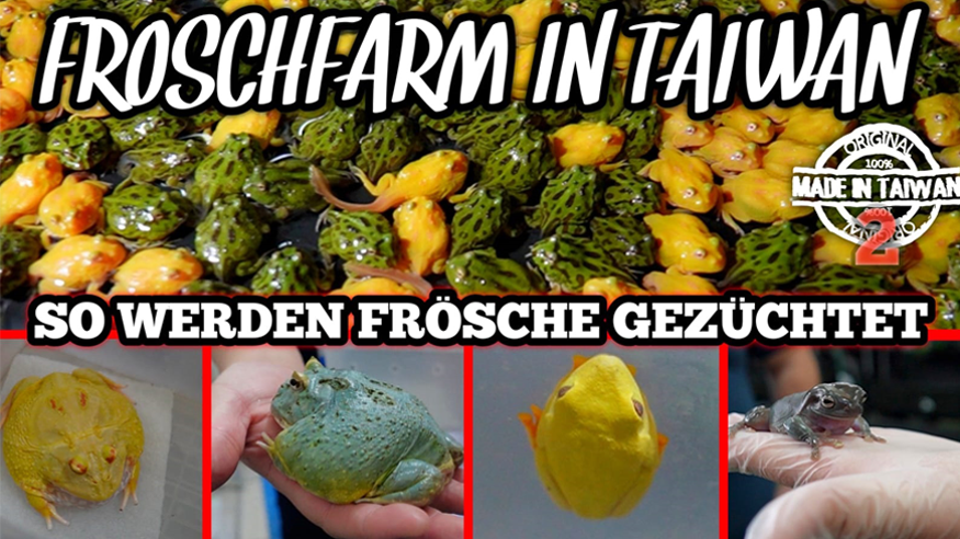 Episode II: XXL Frog Breeding in Taiwan | 10,000 Pacman Frogs & Tree Frogs!