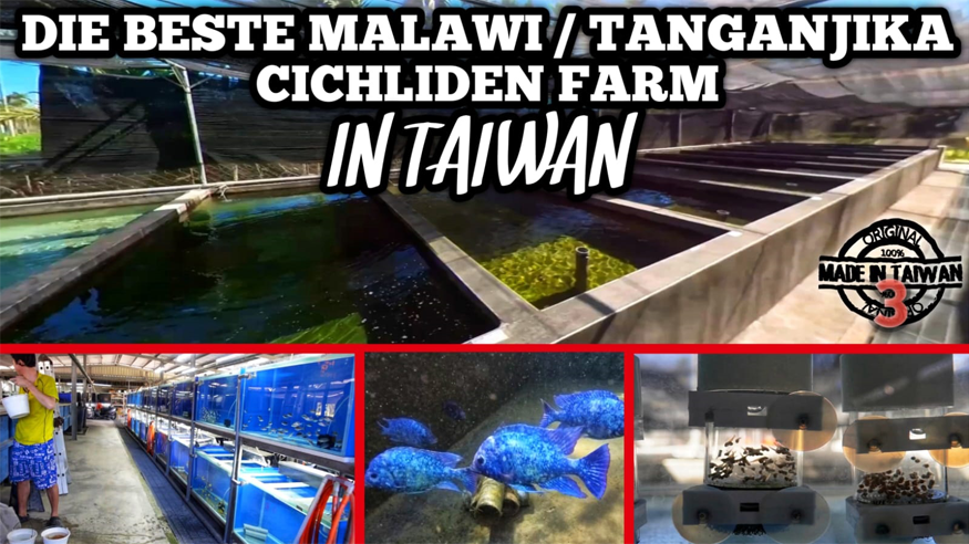 Episode III: Exclusive Insight into Taiwan's BEST Malawi & Tanganyika Cichlids Breeding Farm