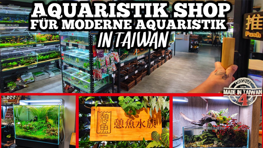 Episode IV: Innovation and Creativity | Ultra Modern Aquarium Fish Store in Taipei