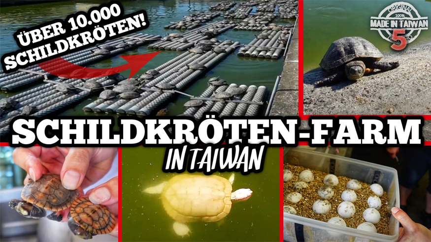 Episode V: XXL Turtle Farm in Taiwan | over 10,000 Turtle!!!