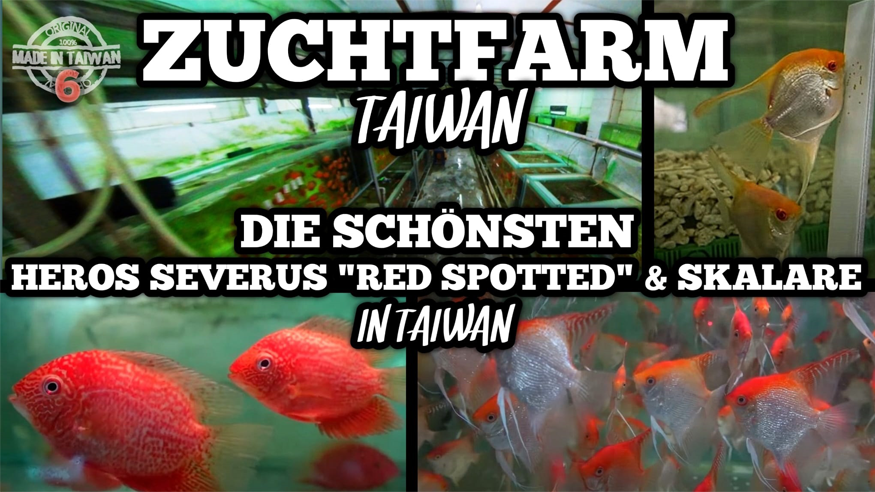 Episode VI: Exclusive Insight into Taiwan's Heros Red Spotted & Skalar Fish Farm!