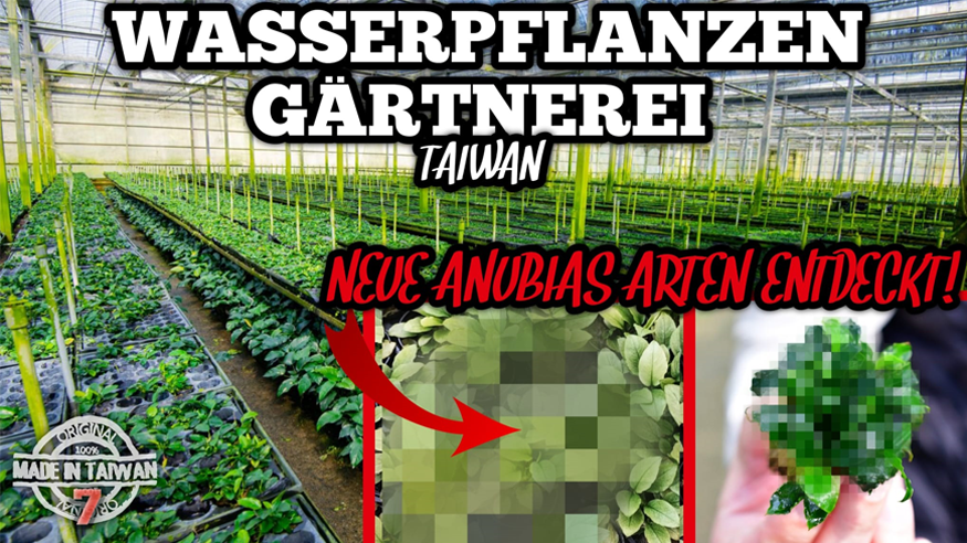 Episode VII: New Anubias Varieties Discovered at Aquatic Plant Farm in Taiwan!