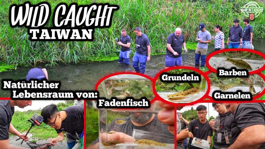 Episode VIII: Wild Caught Taiwan | Catching Aquarium Fish In The Natural Biotope