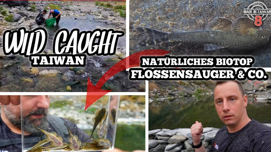 Episode IX: Wild Caught Taiwan | Natural Biotope of Hillstream Loaches & more