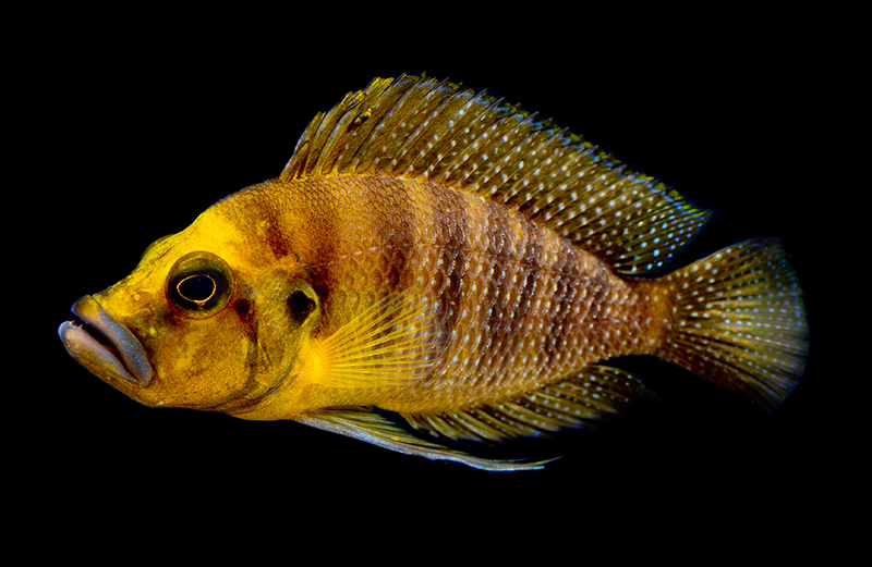 African cichlid