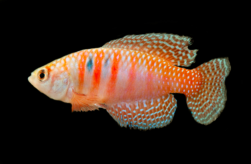Killifish
