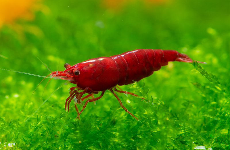 Neocaridina