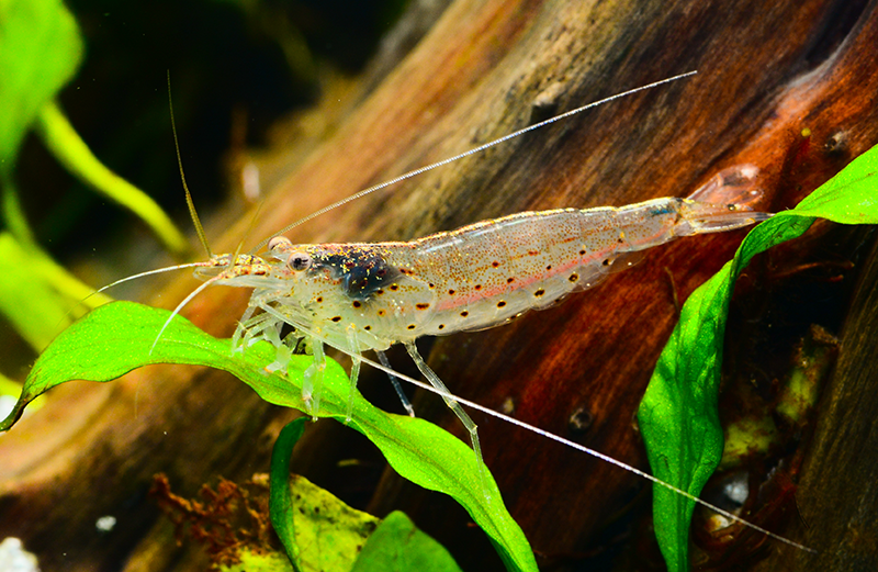 Amano Shrimp